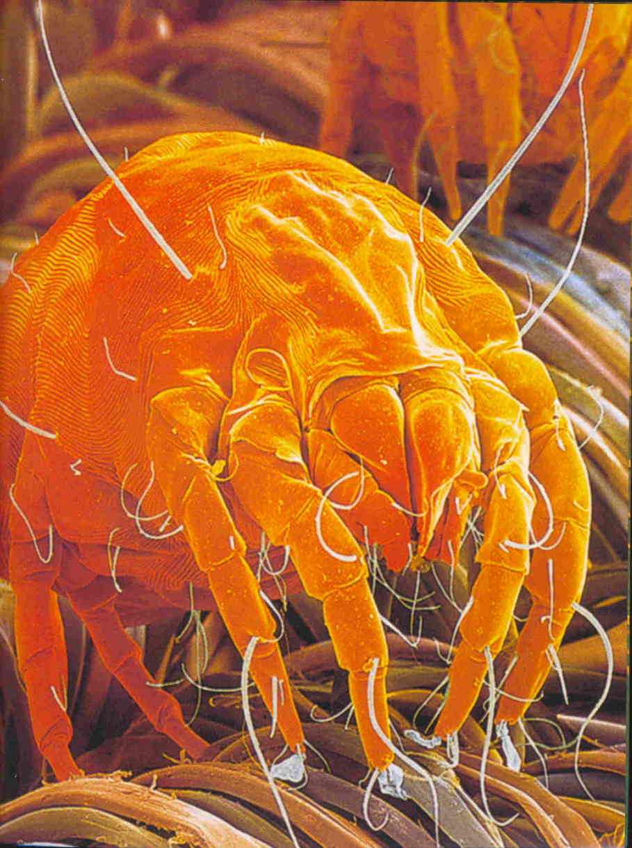 Image of a dust mite in a carpet